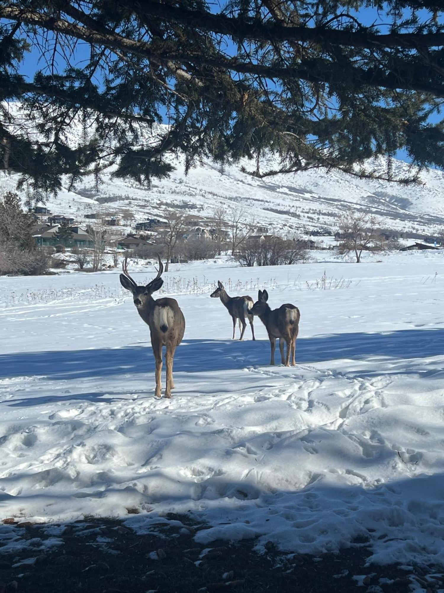 Wolf Creek Lodge Condo In Eden, Ut - Relaxing Mountain Retreat Esterno foto